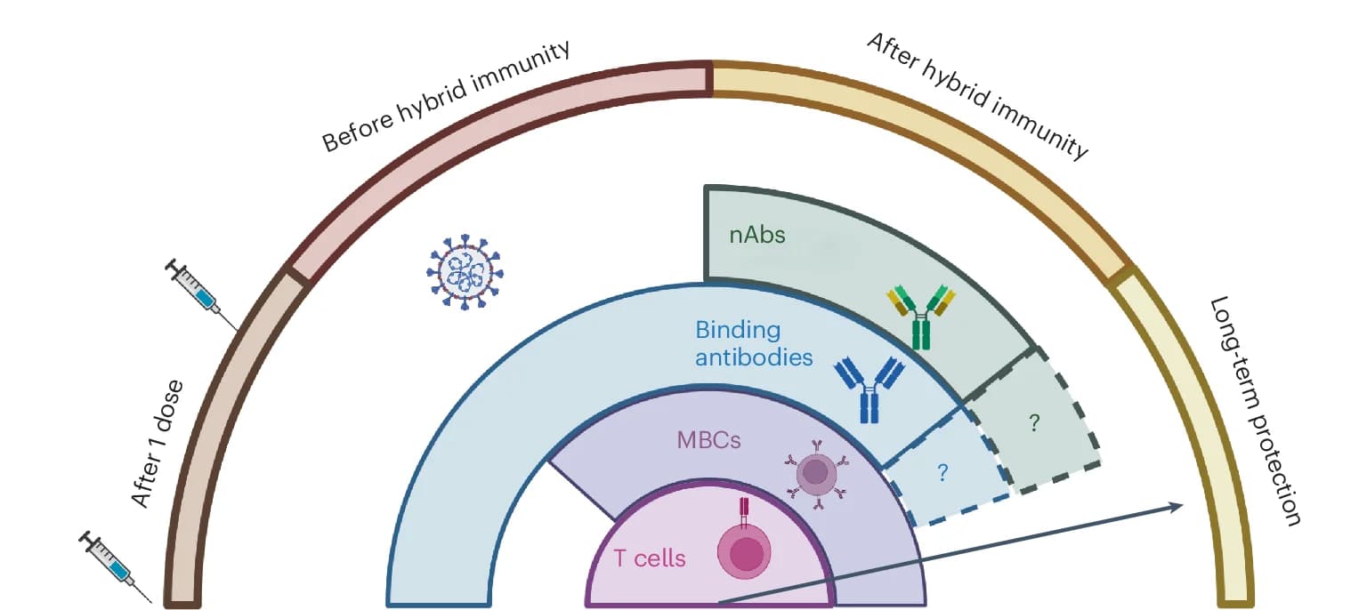 Open access visualization of Pie Chart, Sunburst, Onion Model, Immune Correlates, Protection