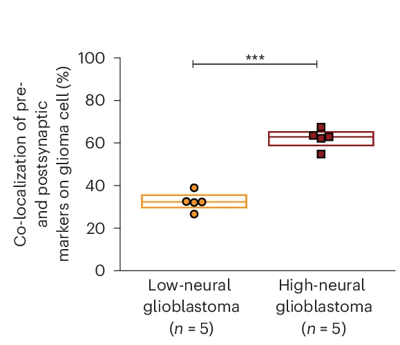 Open access visualization of Box Plot, Scatter Plot, Colocalization, Presynaptic Markers, Postsynaptic Markers
