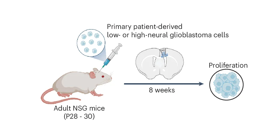 Open access visualization of Workflow, Illustration, Glioblastoma Cell Suspensions, Premotor Cortex, NSG Mice