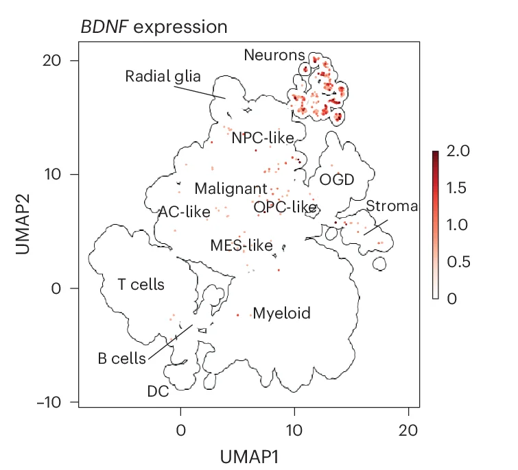 Open access visualization of UMAP, Transcriptomic Analysis, BDNF Expression