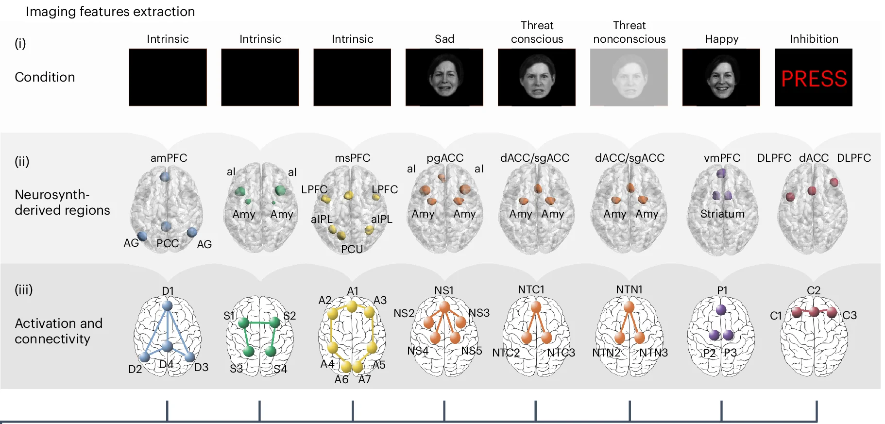 Open access visualization of Network, Photo, Task-Based Activation, Functional Connectivity, Task-Free Connectivity