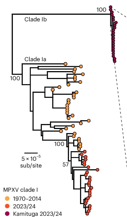 Open access visualization of Network, Pathway, Phylogeny, Clade I Genomes, GenBank