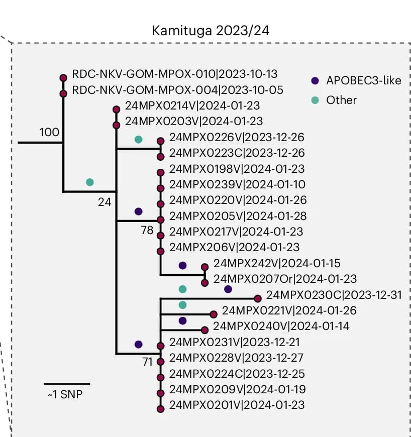 Open access visualization of Network, Kamituga Cluster, Mutations, APOBEC3 Deamination, Substitutions per Site