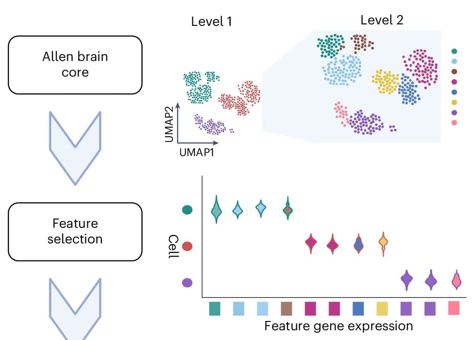 Open access visualization of UMAP, Scatter Plot, Violin Plot, Workflow, scAnnot Tool