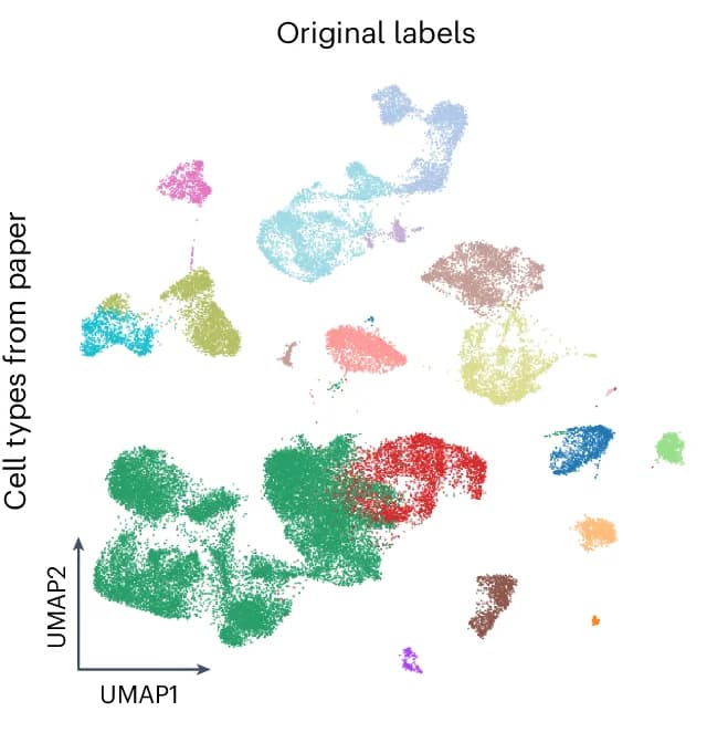 Open access visualization of Scatter Plot, UMAP, Reported Cell Types, Published Data
