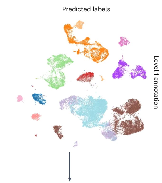 Open access visualization of Scatter Plot, UMAP, PCA, First-Level Cell Types, scAnnot