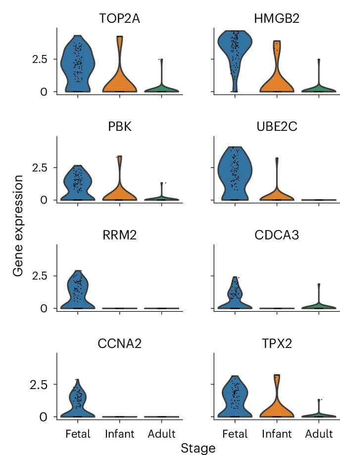 Open access visualization of Violin Plot, NPC Markers, Age Groups, Human Datasets, NPCs