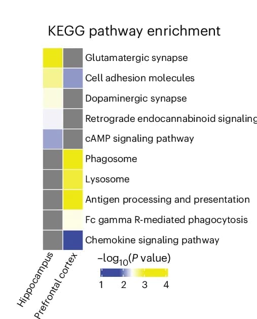 Open access visualization of Heatmap, KEGG Pathway, Enrichment Analysis, Microglia, PCDH9