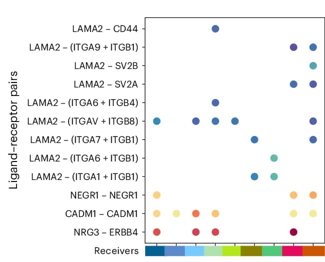 Open access visualization of Scatter Plot, Dot Plot, Ligand Receptor Pairs, NRG Pathway, CADM Pathway