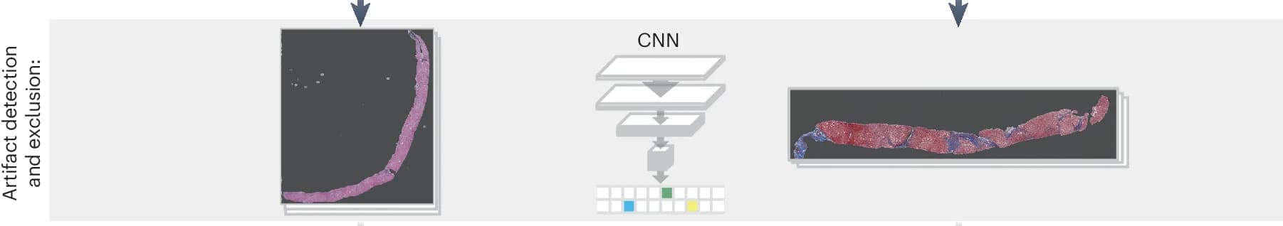 Open access visualization of Workflow, Microscopy, Artifact Detection, CNN, H&E Staining