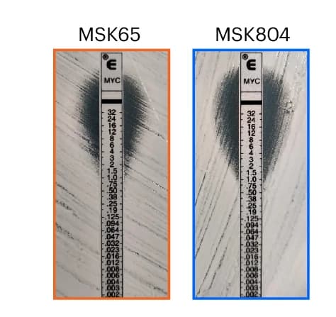 Open access visualization of Photo, Micafungin Etest, C. parapsilosis isolates, Heteroresistant, Susceptible