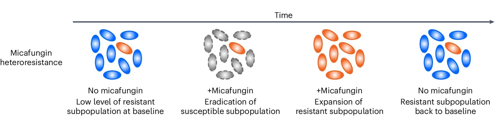 Open access visualization of Workflow, Illustration, Resistant subpopulation, Micafungin-heteroresistant isolate, Micafungin