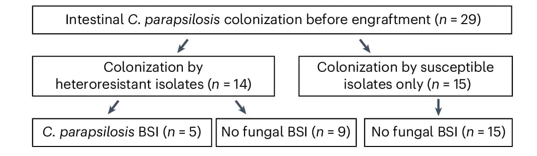 Open access visualization of Workflow, Flowchart, Allo-HCT Recipients, C. Parapsilosis, Intestinal Colonization