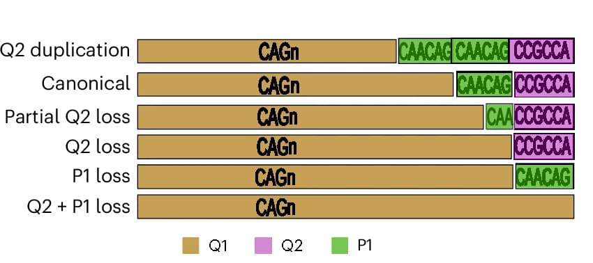 Open access visualization of Bar Plot, Allele Structures, Exon 1, HTT, CAG Repeat