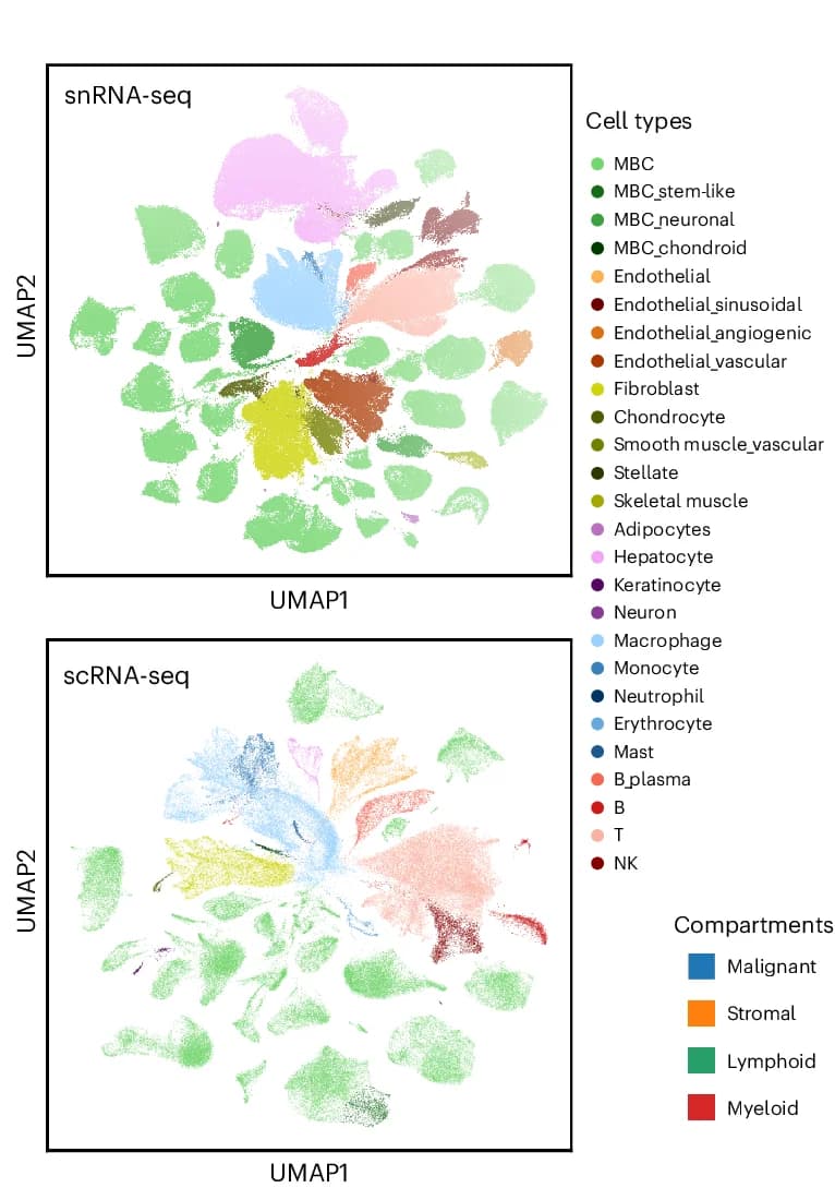 Open access visualization of UMAP, Scatter Plot, snRNA-seq, scRNA-seq, Cell Type