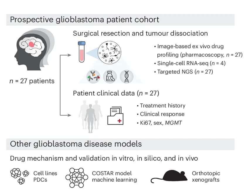 Open access visualization of Workflow, Illustration, Glioblastoma, Patient Cohort, Disease Models