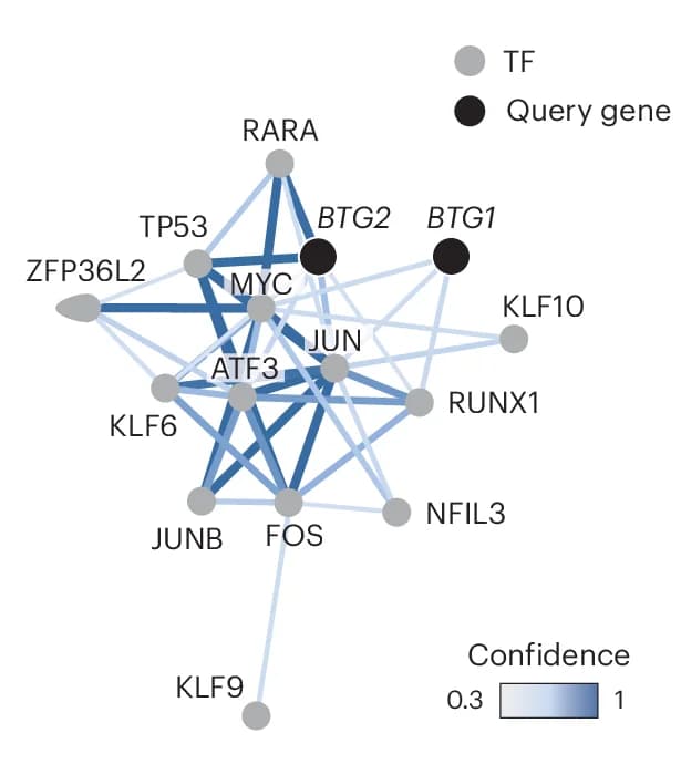 Open access visualization of Network, Pathway, BTG1/2 Transcriptional Regulation, PathwayNet, Genes