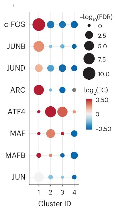 Open access visualization of Bubble Plot, AP-1 TFs, Effector Gene, scRNA-seq, Vortioxetine Treatment