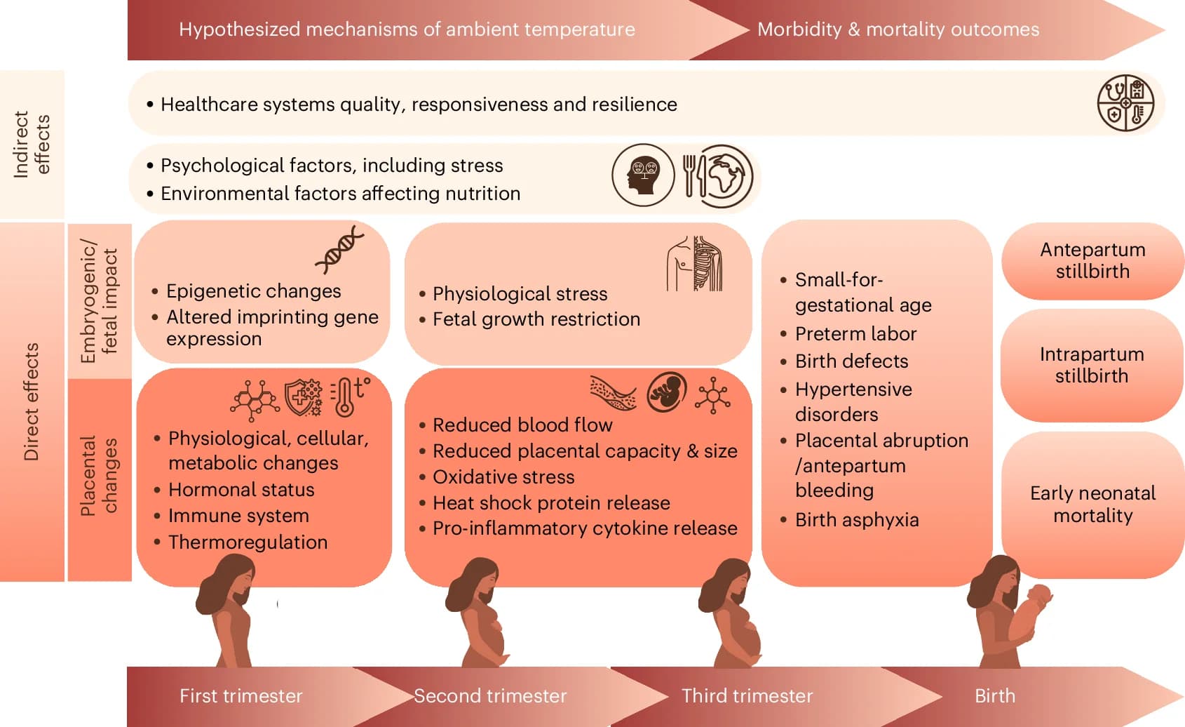 Open access visualization of Workflow, Flowchart, Illustration, Heat, Placental Changes