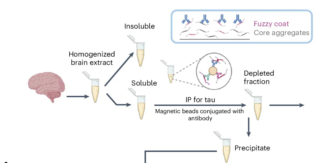 Open access visualization of Workflow, Flow Diagram, TBS-Soluble Tau Fractions, Alzheimer's Disease Brains, Immunodepletion