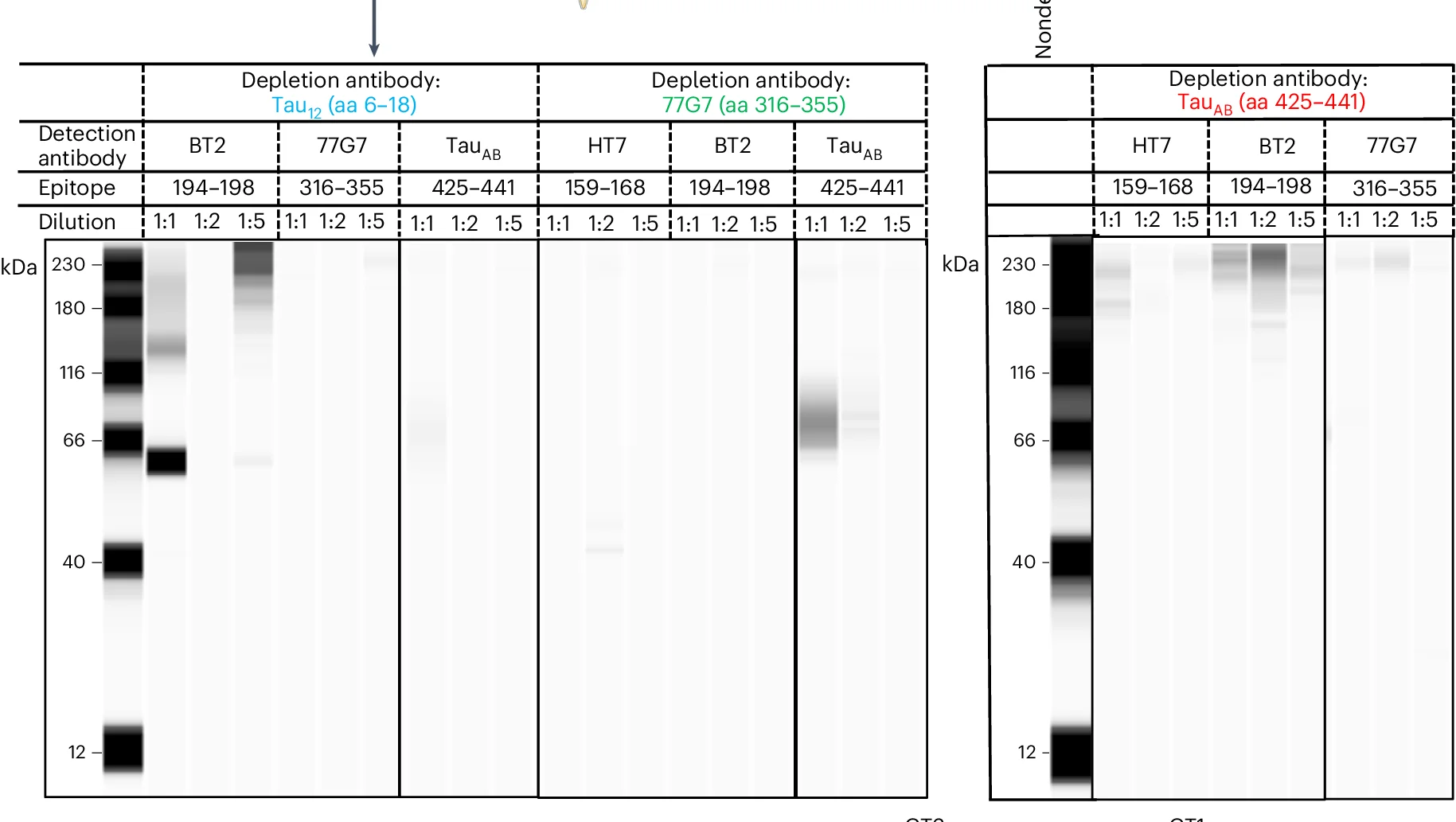 Open access visualization of Gel, Antibodies, Epitopes, N Terminus, MTBR