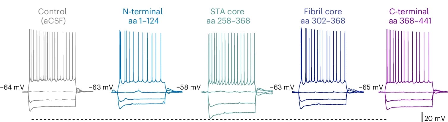 Open access visualization of Line Plot, Patch Clamp Recordings, CA1 Pyramidal Neurons, Hippocampal Brain Slices, Tau Peptides