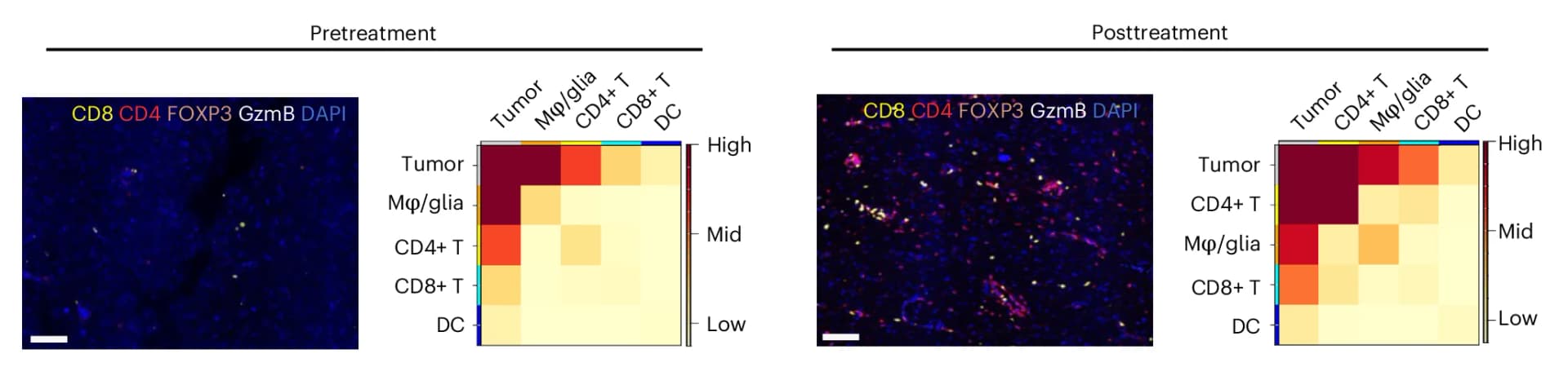 Open access visualization of Microscopy, Heatmap, Immunofluorescence Images, Cellular Neighborhood Enrichment Analysis, Immune Cells