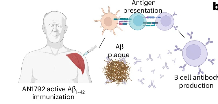 Open access visualization of Workflow, Illustration, Aβ Immunization, BioRender