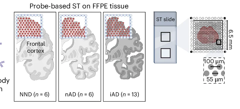 Open access visualization of Illustration, Workflow, ST Method, NND Tissues, nAD Tissues