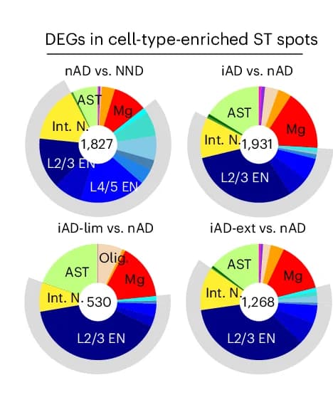 Open access visualization of Pie Chart, Reference Atlas, UMAP, DLPFC, snRNA-seq Data