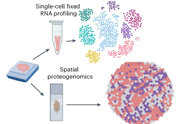 Open access visualization of Workflow, Illustration, Scatter Plot, UMAP, scRNA-seq