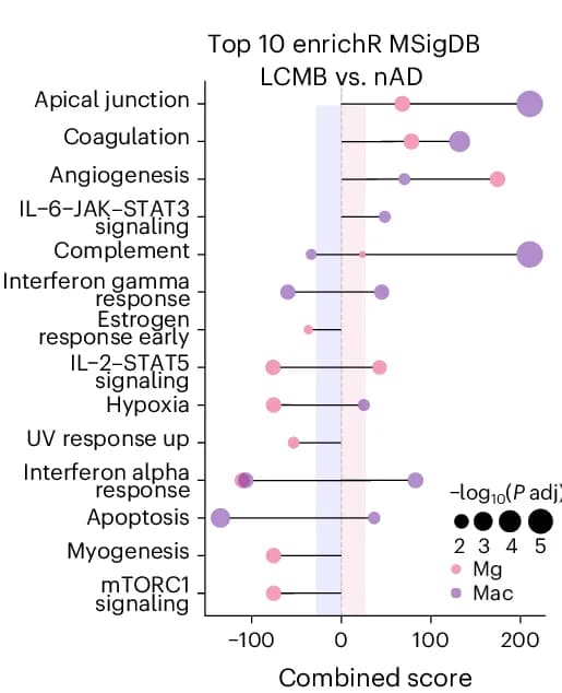 Open access visualization of Bubble Plot, Scatter Plot, Pathway Enrichment Analysis, DEGs, Microglia