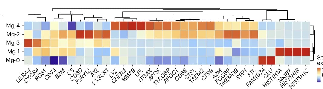 Open access visualization of Heatmap, Clustered, Marker Genes, Microglial Cluster