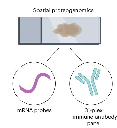 Open access visualization of Illustration, Workflow, Proteogenomics, RNA, Protein