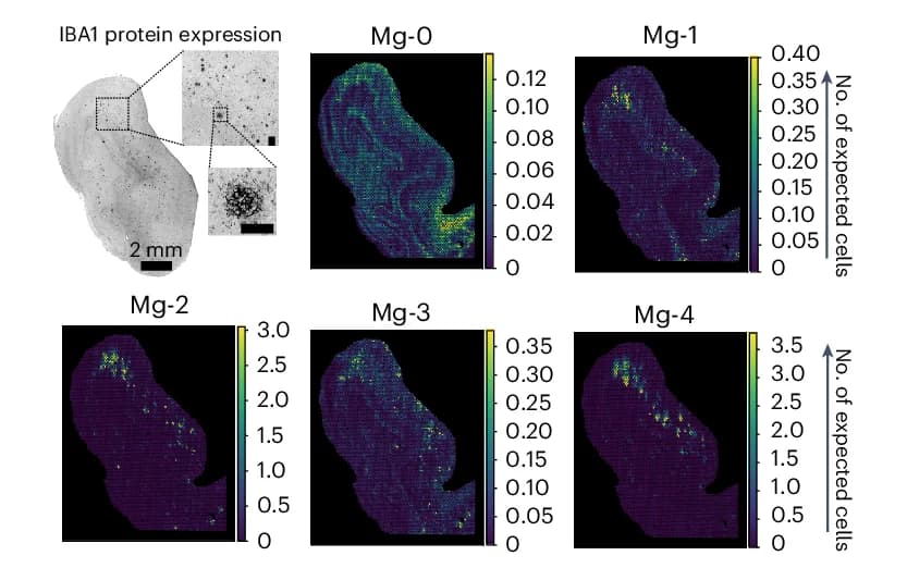 Open access visualization of Heatmap, Microscopy, Spatial Plots, Deconvoluted scRNA-seq, Microglia Types