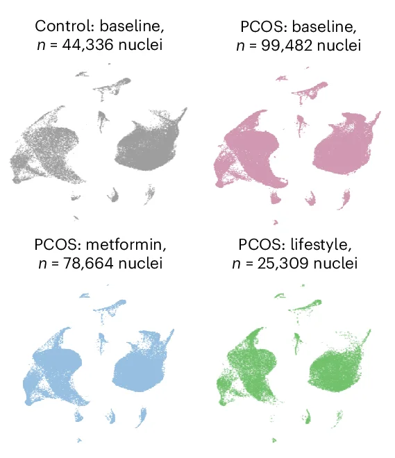 Open access visualization of Scatter Plot, UMAP, snRNA-seq, Control Endometrium, PCOS Endometrium