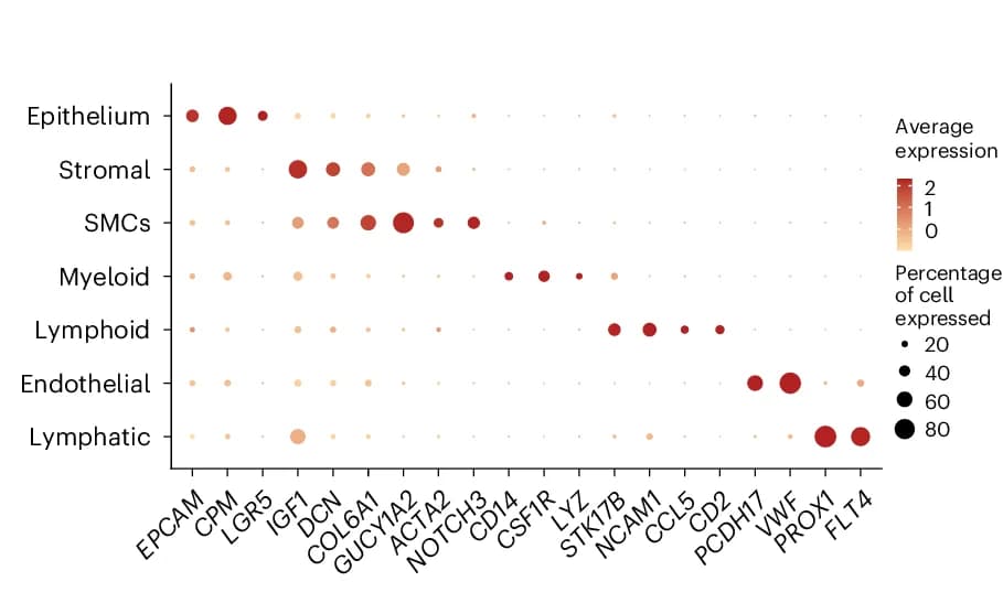 Open access visualization of Bubble Plot, Dotplots, Gene Expression, Cell Type Markers, Cell Clusters