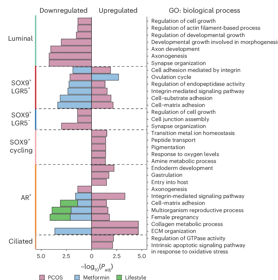 Open access visualization of Bar Plot, GO Enrichment Analyses, DEGs, Epithelial Subcluster, PCOS