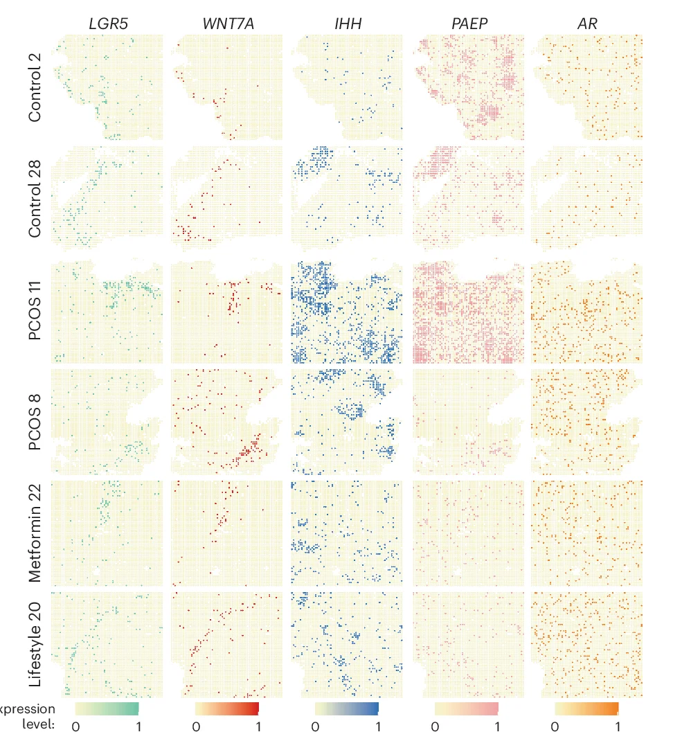 Open access visualization of Scatter Plot, Heatmap, Spatial Transcriptomic, Stereo-seq, Cell-Type Gene Markers