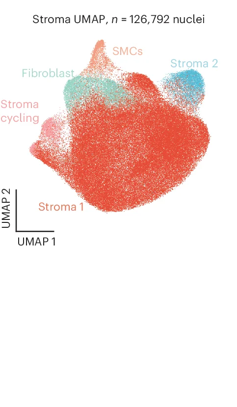 Open access visualization of UMAP, Scatter Plot, UMAP Projections, Stromal Nuclei Subclusters
