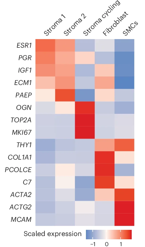 Open access visualization of Heatmap, Gene Expression, Stromal Subclusters