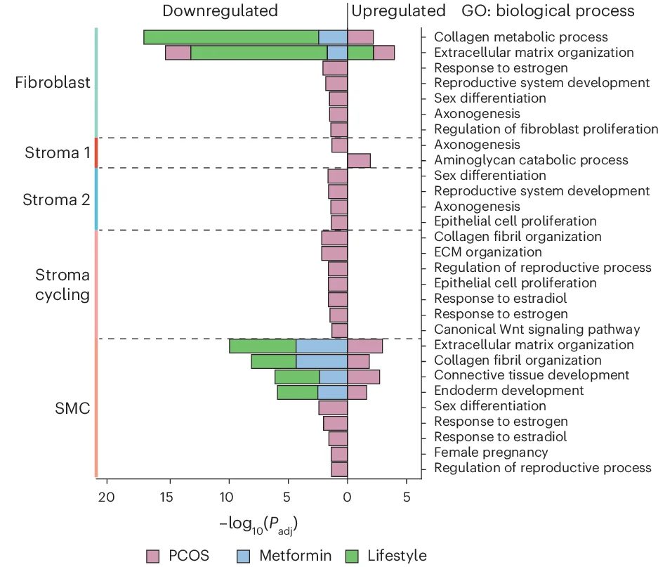 Open access visualization of Bar Plot, Stacked Bar Plot, GO Enrichment Analyses, DEGs, Stromal Subclusters