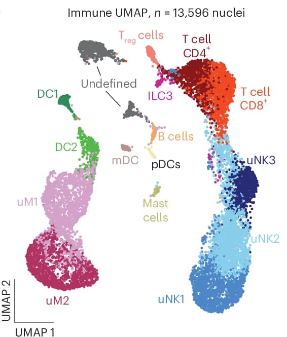 Open access visualization of UMAP, Scatter Plot, Immune Cells, Subclusters