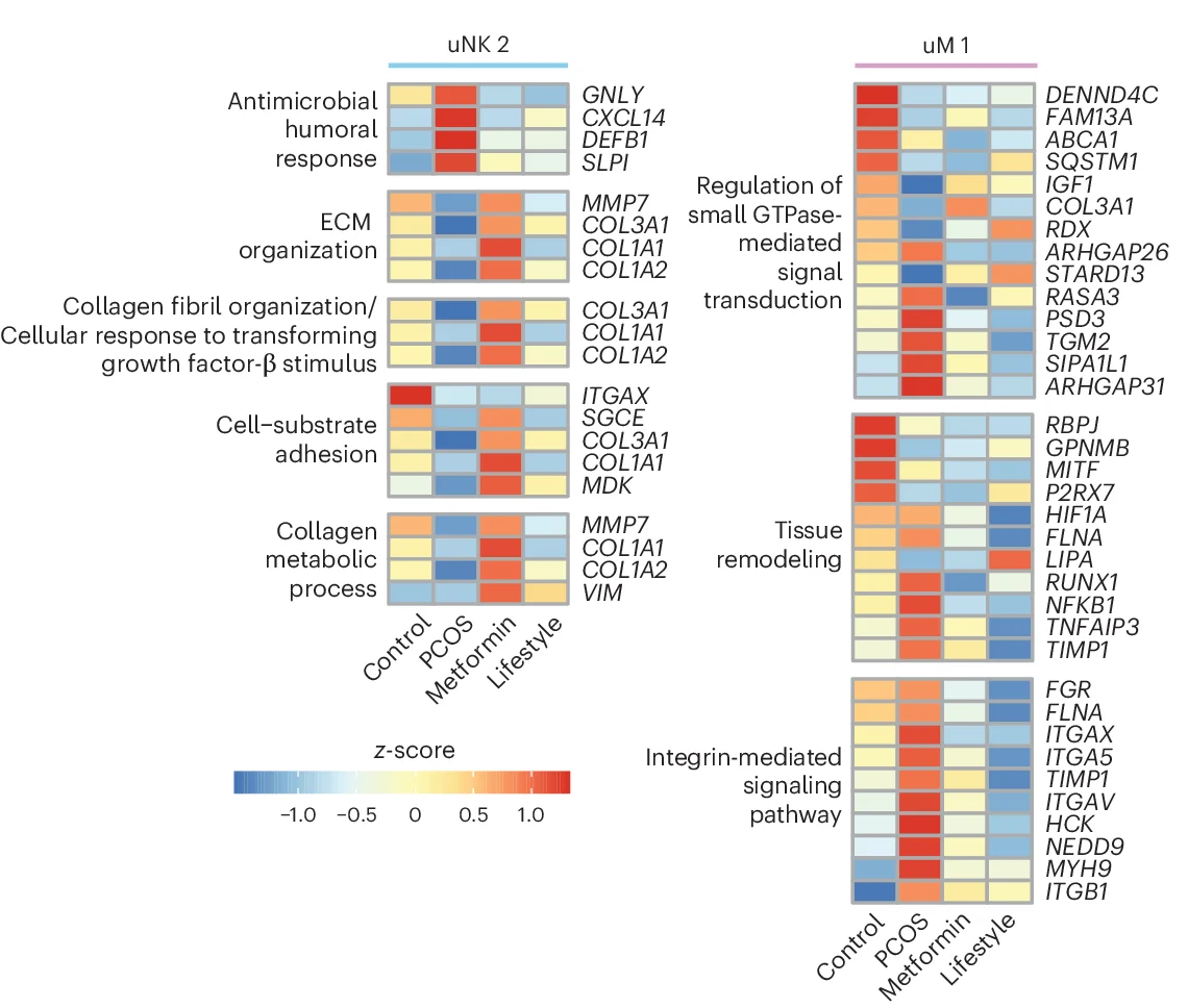 Open access visualization of Heatmap, DEGs, GOs, PCOS, Metformin