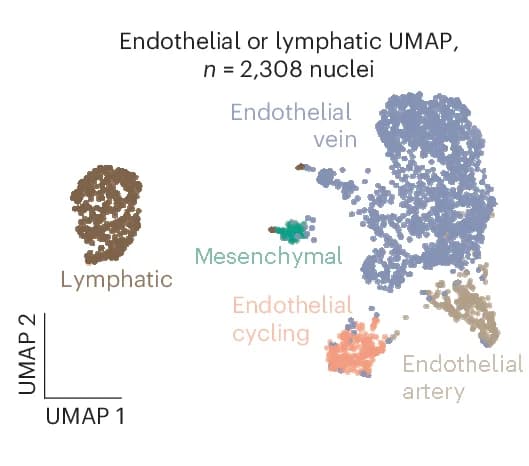 Open access visualization of UMAP, Endothelial Cells, Lymphatic Cells, Subclusters