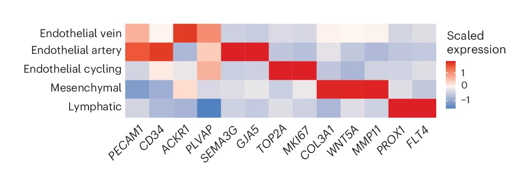 Open access visualization of Heatmap, Gene Expression, Endothelial Subclusters, Lymphatic Subclusters