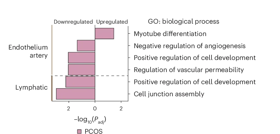 Open access visualization of Bar Plot, GO Enrichment Analysis, DEGs, Endothelial Subclusters, Lymphatic Subclusters