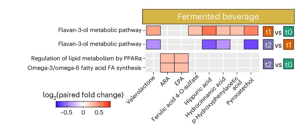 Open access visualization of Heatmap, Heatmaps, Enriched Pathways, Fermented Beverage, Log2 Fold Change