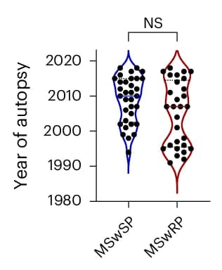 Open access visualization of Violin Plot, MSwSP Group, MSwRP Group, Autopsy Year, MannWhitney U Test