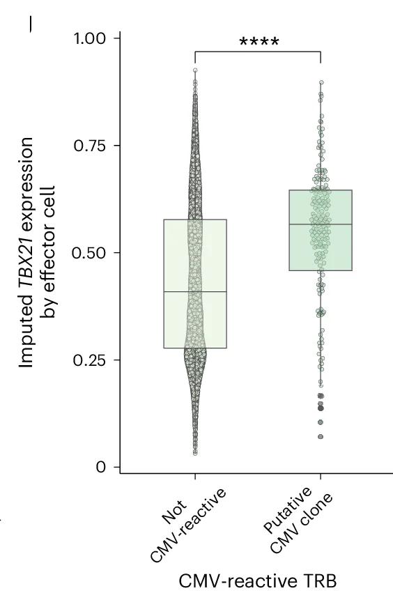 Open access visualization of Violin Plot, Box Plot, CMV-Reactive Cells, Effector Cells, TBX21
